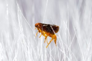 mites fleas
