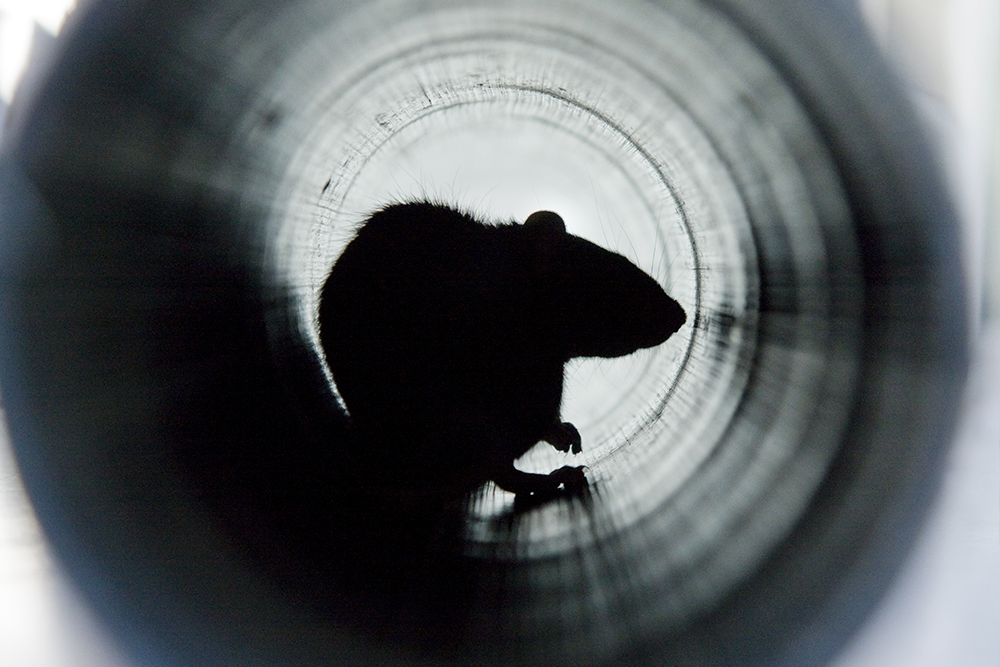 rodent control
