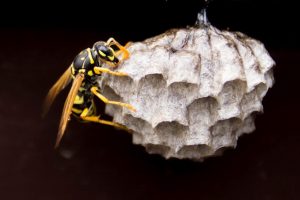 wasps bees