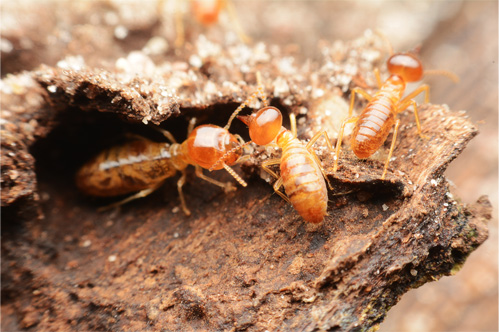 close up picture of 3 termites